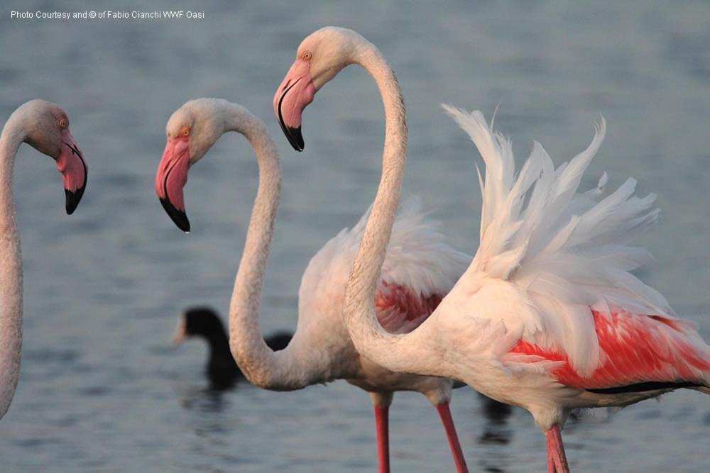 Appartamento Blumare Orbetello Esterno foto